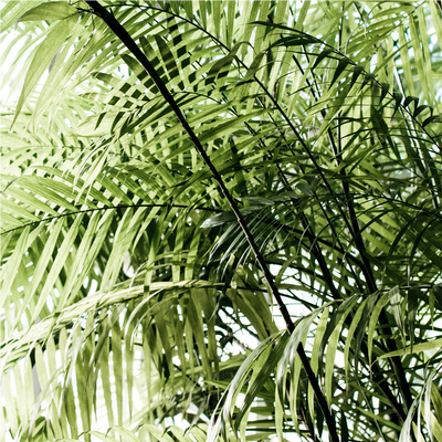 Palmen für Draußen-Botanicly