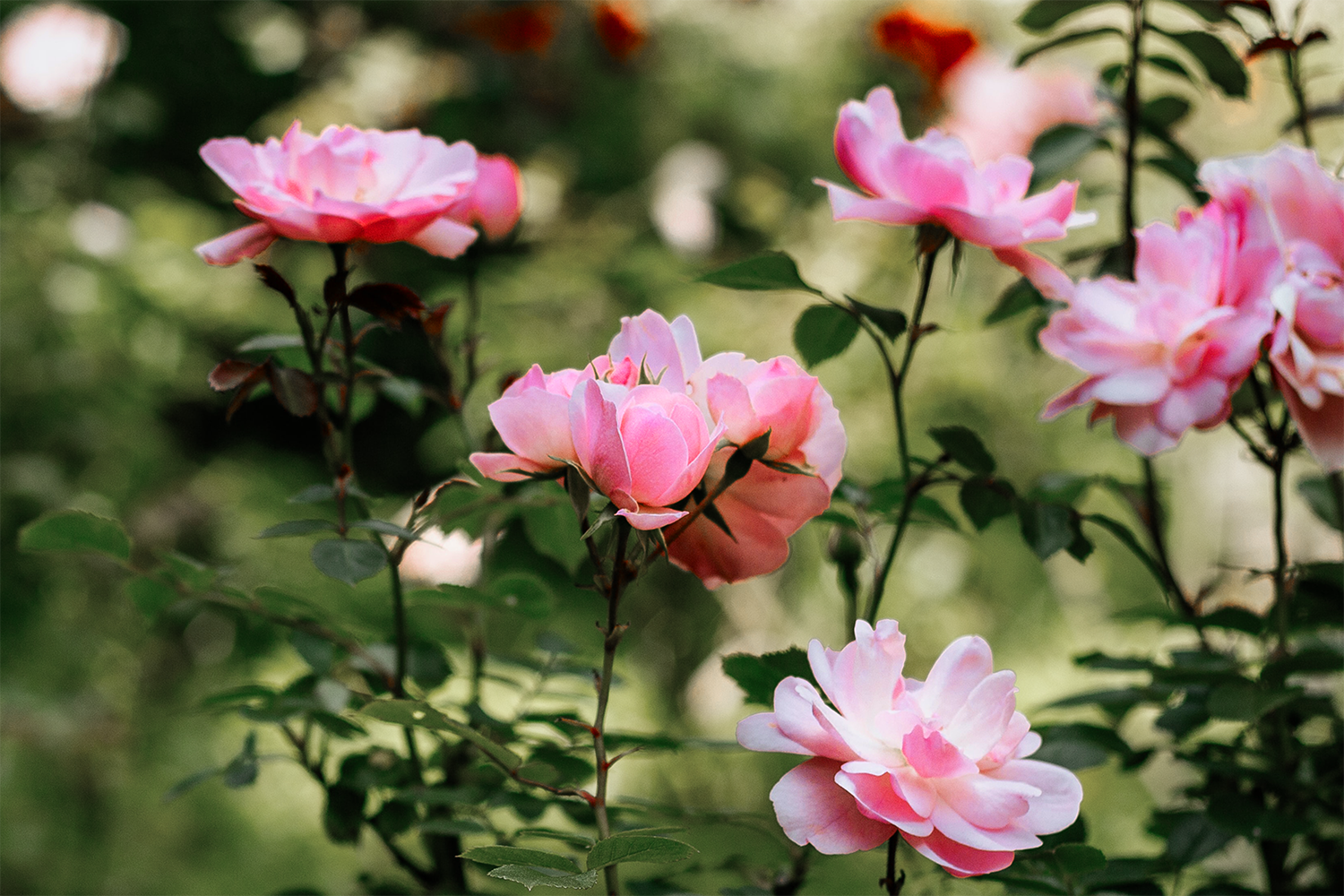 Rosas y arbustos ornamentales