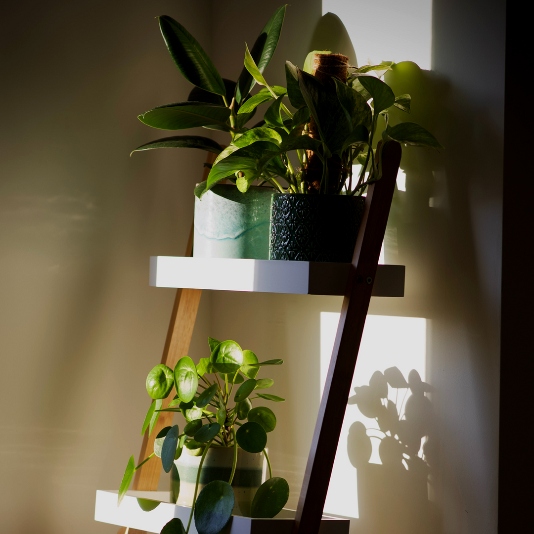 Zimmerpflanzen für wenig Licht-Botanicly