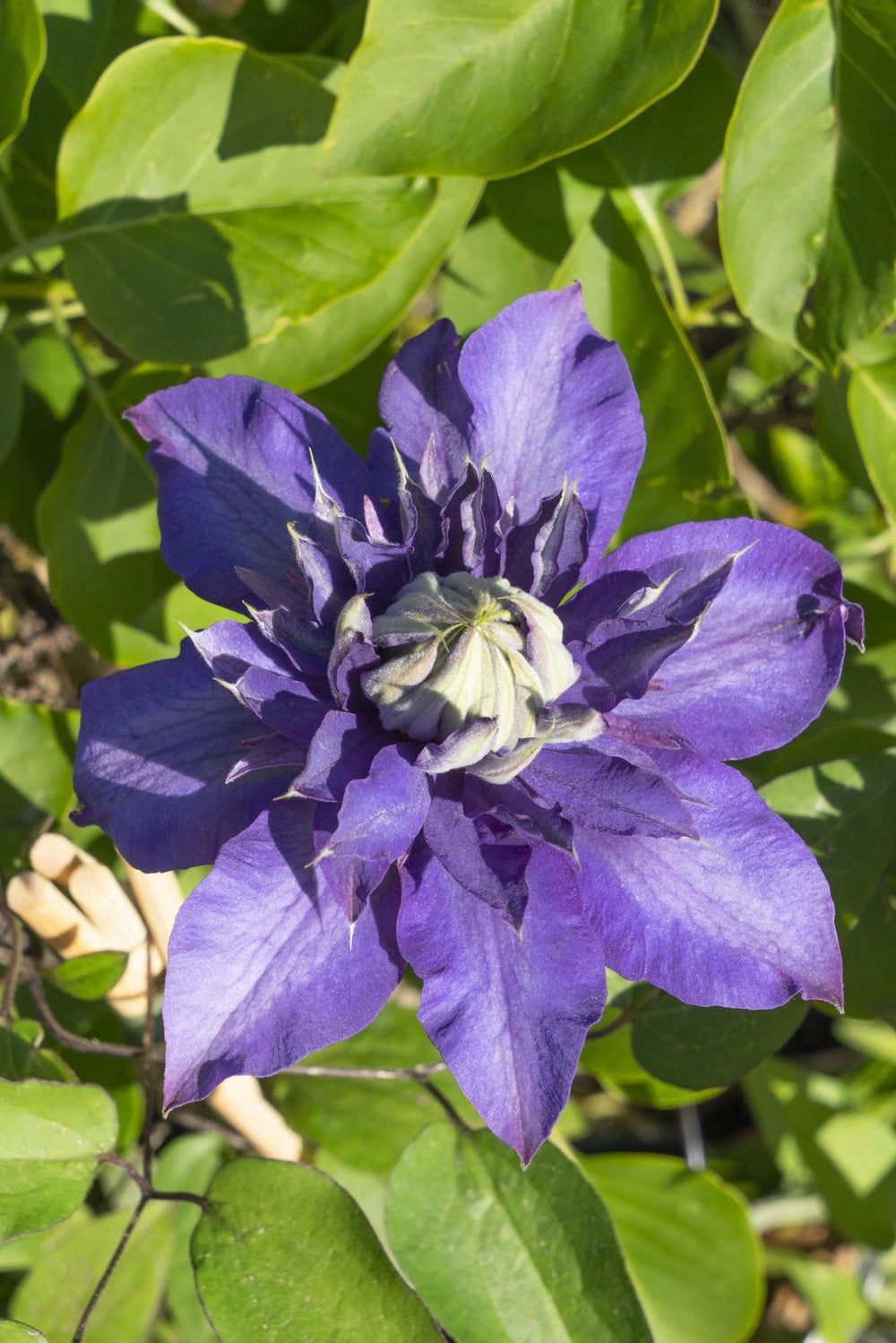 3x - Clematis Multi Blue - ↨65cm - Ø15-Plant-Botanicly