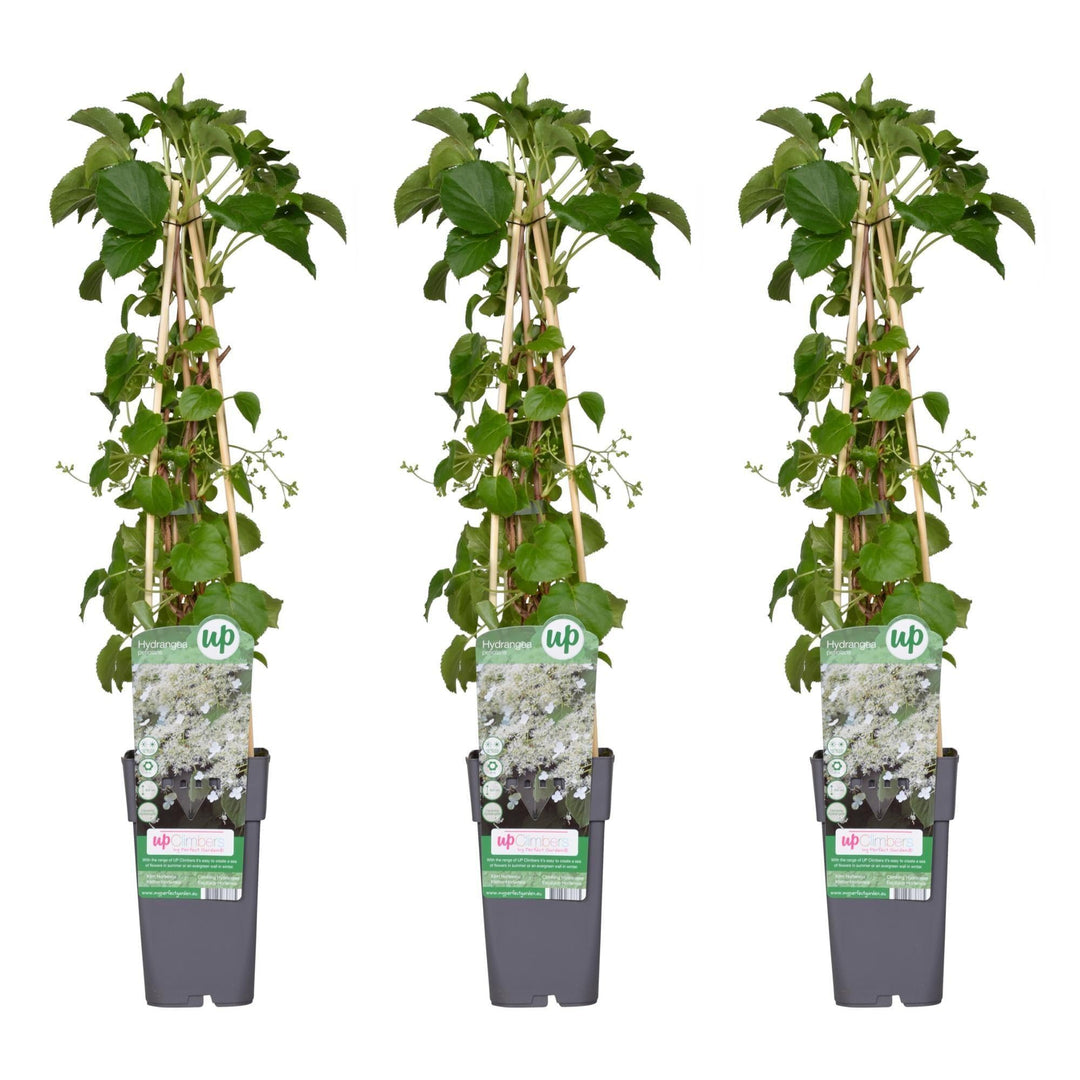 3x - Hydrangea petiolaris - ↨65cm - Ø15-Plant-Botanicly