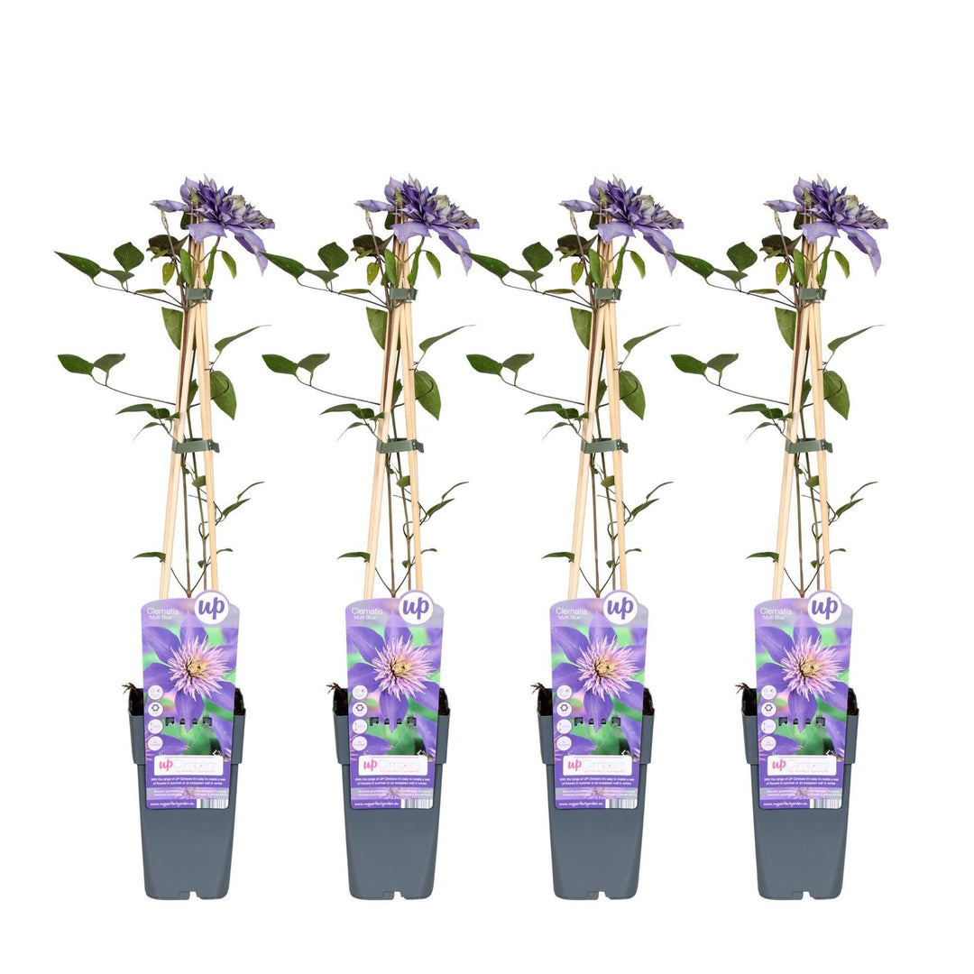4x - Clematis Multi Blue - ↨65cm - Ø15-Plant-Botanicly