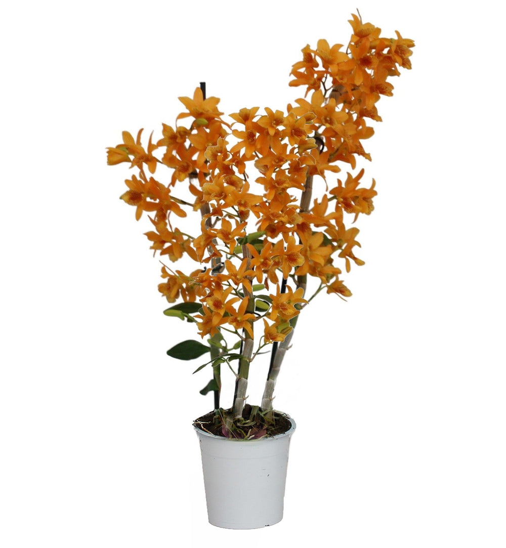 Bambus Orchidee (Dendrobium nobile Firebird) - Nachhaltige Zimmerpflanzen kaufen Botanicly Foto 2