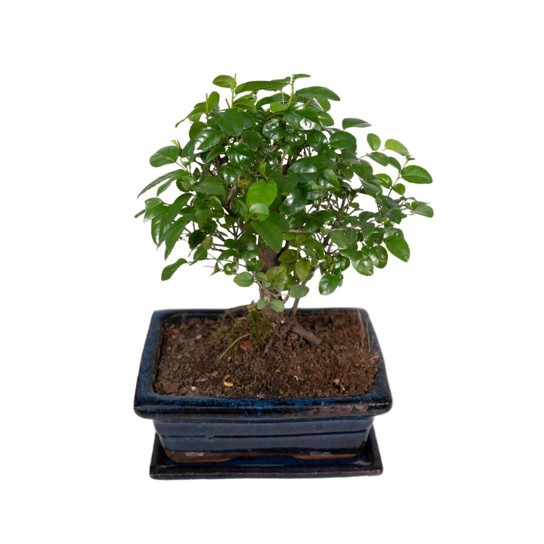 Bonsaikugelform - 30cm - Ø15-Plant-Botanicly