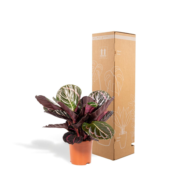 Calathea Dottie - 40cm hoch, ø14cm - Zimmerpflanze - Schattenpflanze - Luftreinigend - Frisch aus der Gärtnerei-Plant-Botanicly