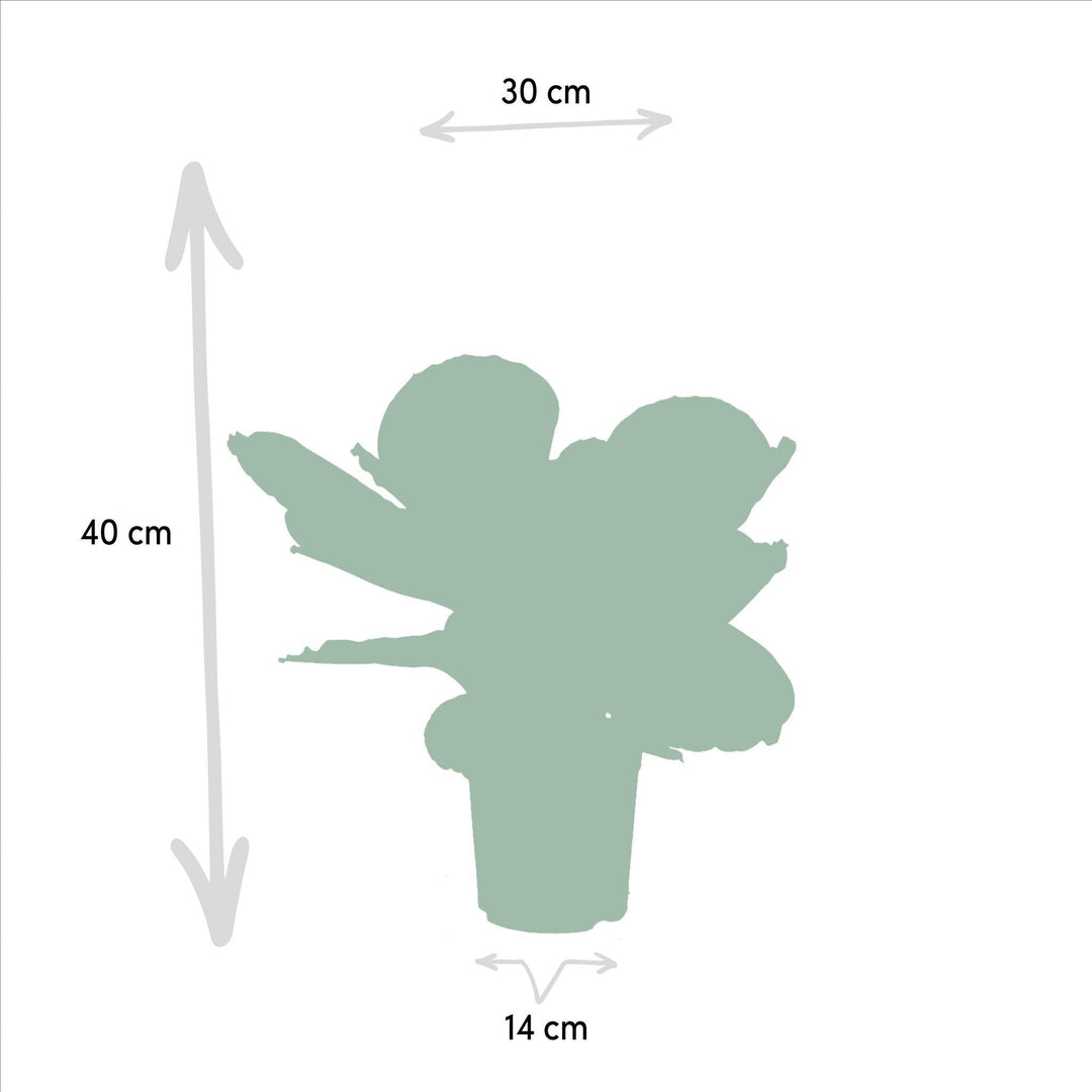Calathea Dottie - 40cm hoch, ø14cm - Zimmerpflanze - Schattenpflanze - Luftreinigend - Frisch aus der Gärtnerei-Plant-Botanicly