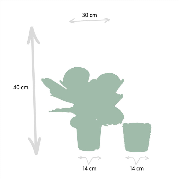 Calathea Dottie mit Korb - 40cm hoch, ø14cm - Zimmerpflanze - Schattenpflanze - Luftreinigend - Frisch aus der Gärtnerei-Plant-Botanicly