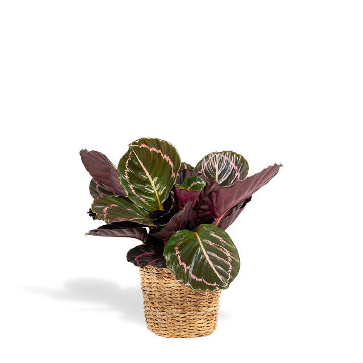 Calathea Dottie mit Korb - 40cm hoch, ø14cm - Zimmerpflanze - Schattenpflanze - Luftreinigend - Frisch aus der Gärtnerei-Plant-Botanicly