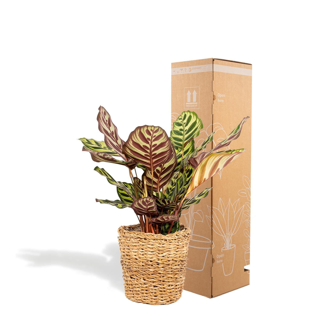Calathea Makoyana mit Korb - 45cm hoch, ø14cm - Zimmerpflanze - Schattenpflanze - Luftreinigend - Frisch aus der Gärtnerei-Plant-Botanicly