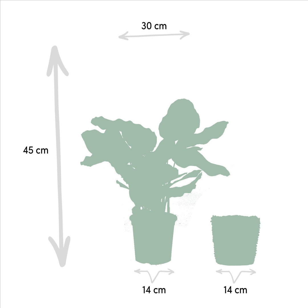 Calathea Makoyana mit Korb - 45cm hoch, ø14cm - Zimmerpflanze - Schattenpflanze - Luftreinigend - Frisch aus der Gärtnerei-Plant-Botanicly