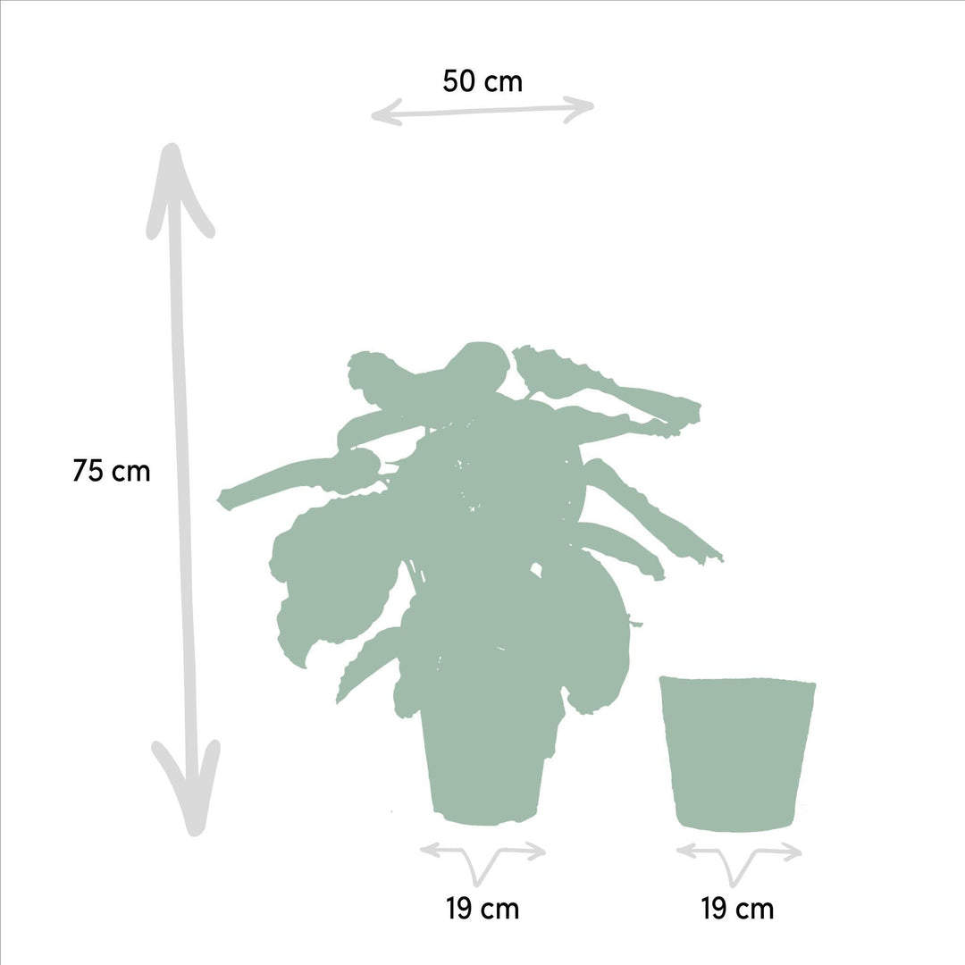 Calathea Medallion mit Korb - 65-75cm hoch, ø19cm - Zimmerpflanze - Schattenpflanze - Luftreinigend - Frisch aus der Gärtnerei-Plant-Botanicly