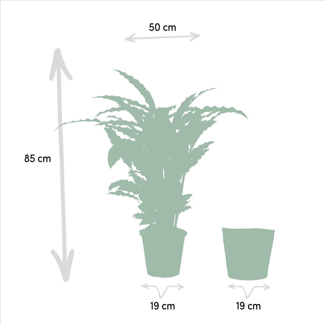 Calathea Miroscha mit Korb - 75-85cm hoch, ø19cm - Zimmerpflanze - Schattenpflanze - Luftreinigend - Frisch aus der Gärtnerei-Plant-Botanicly
