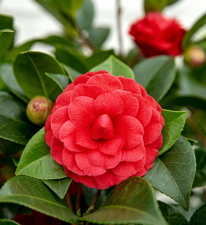 Camellia jap. 'Black Lace' - ↨65cm - Ø19cm-Plant-Botanicly