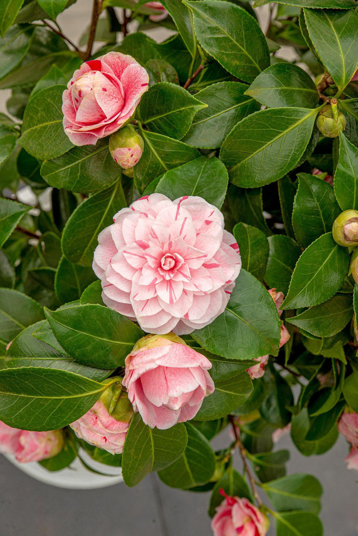 Camellia jap. 'Bonomiana' - ↨65cm - Ø19cm-Plant-Botanicly