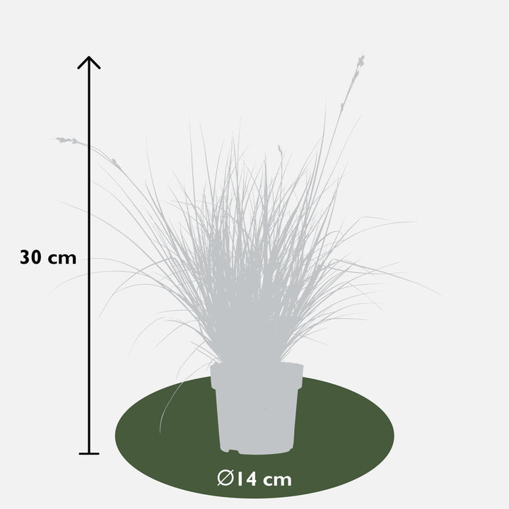 Carex brunnea 'Variegata' - ↨30cm - Ø14-Plant-Botanicly