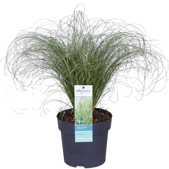Carex comans 'Frosted Curls' - ↨30cm - Ø14-Plant-Botanicly