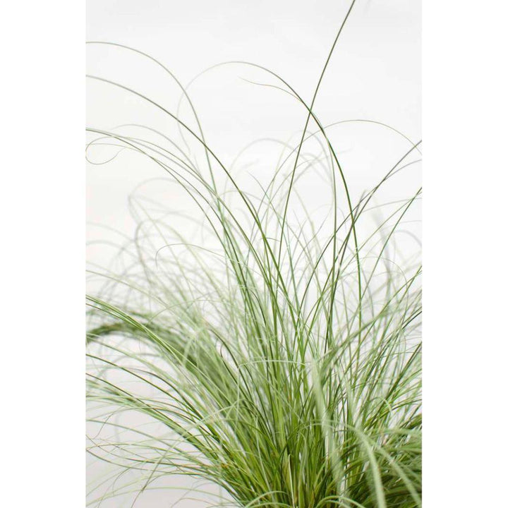 Carex comans 'Frosted Curls' - ↨30cm - Ø14-Plant-Botanicly