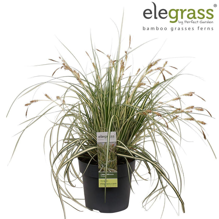 Carex hachijoensis 'Evergold' - ↨30cm - Ø14-Plant-Botanicly