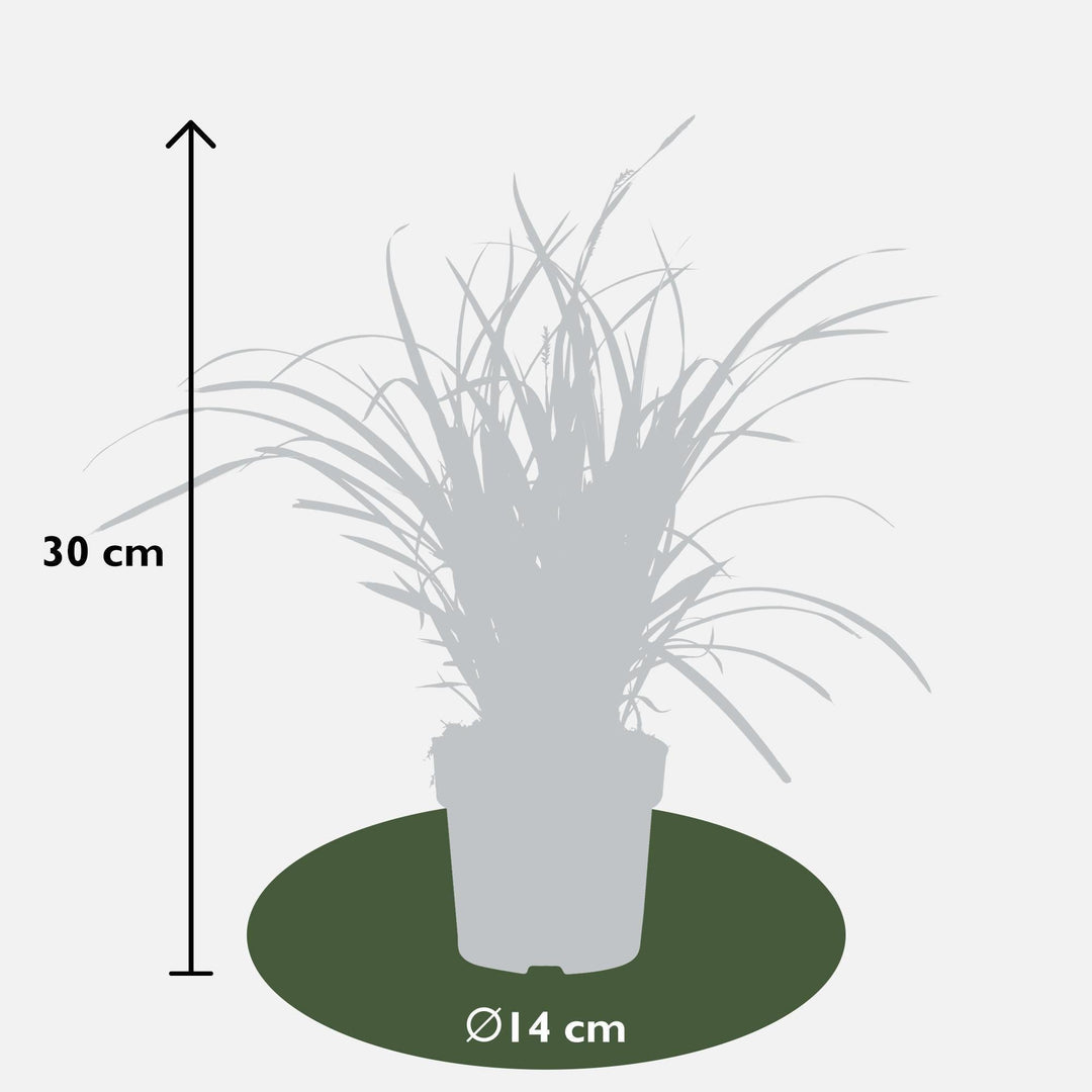 Carex morrowii 'Ice Dance' - ↨30cm - Ø14-Plant-Botanicly