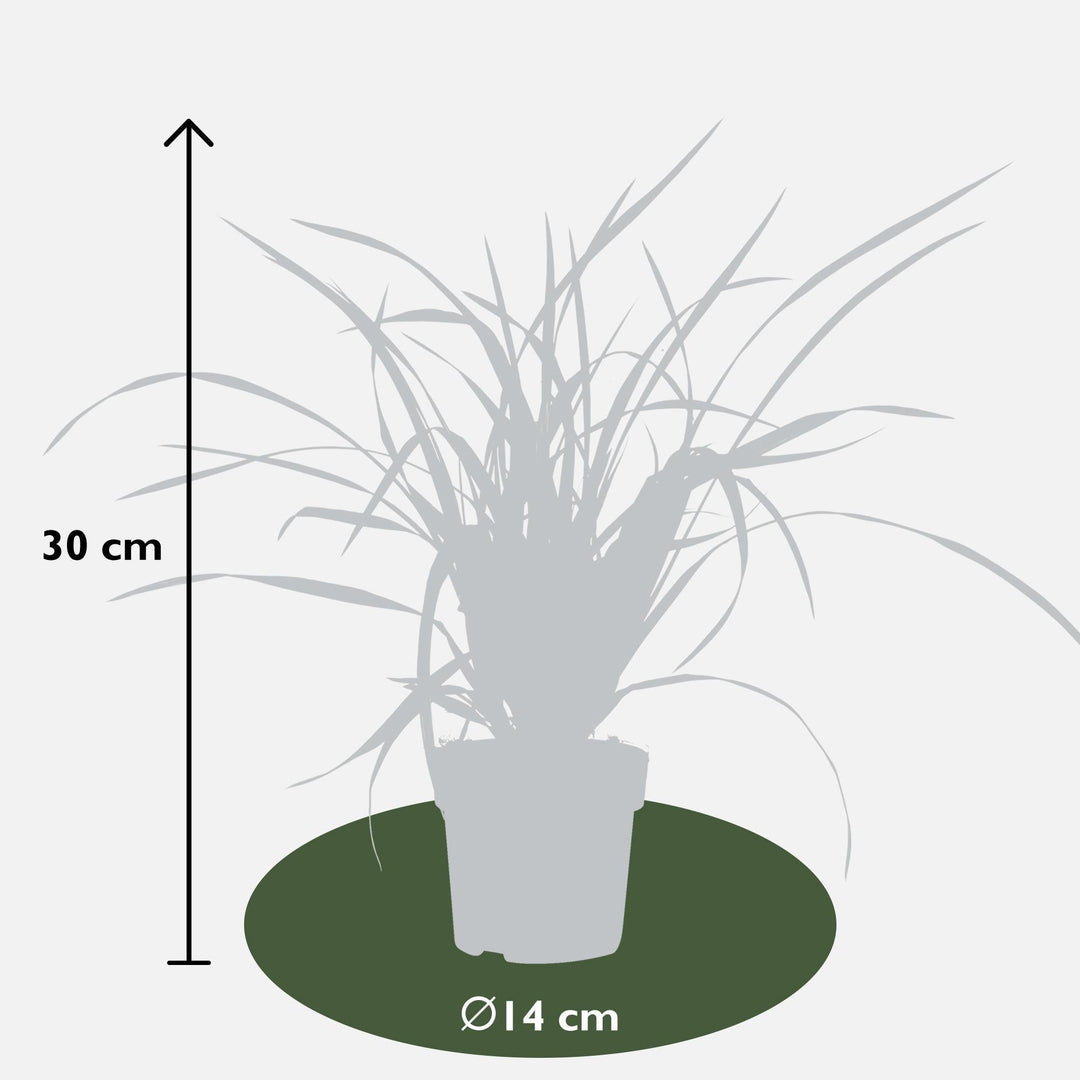 Carex morrowii 'Irish Green' - ↨30cm - Ø14-Plant-Botanicly