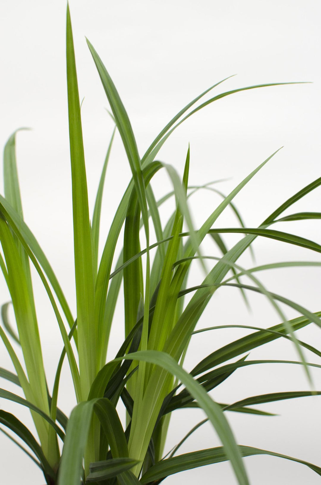 Carex morrowii 'Irish Green' - ↨40cm - Ø19-Plant-Botanicly