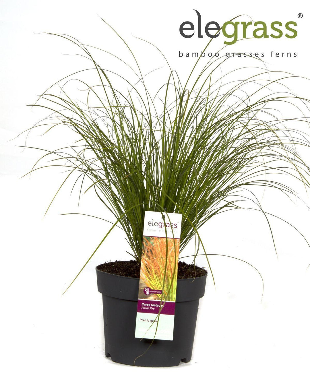 Carex testacea 'Prairie Fire' - ↨40cm - Ø19-Plant-Botanicly