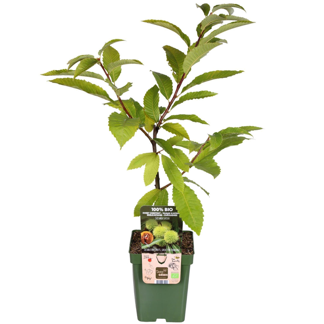 Castanea Sativa - ↨120cm - Ø23-Plant-Botanicly