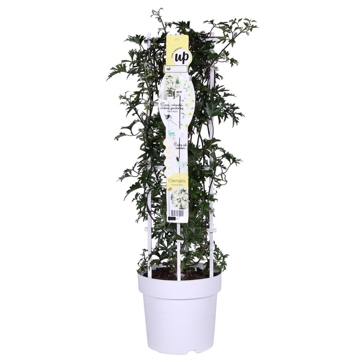 Clematis Cartmanii 'Avalanche'® - ↨75cm - Ø23-Plant-Botanicly