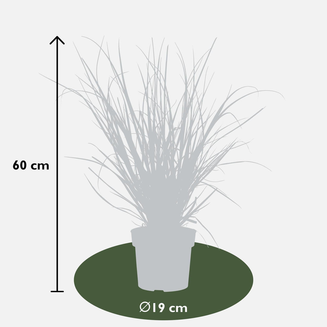 Cortaderia selloana 'Evita' - ↨60cm - Ø19-Plant-Botanicly