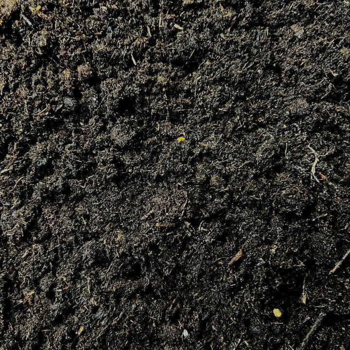 Culvita - Potgrond speciaal met 6 maanden voeding 40 liter - Premium grond voor kamerplanten & buitenplanten - inclusief EasyCoat plantenvoeding-Plant-Botanicly
