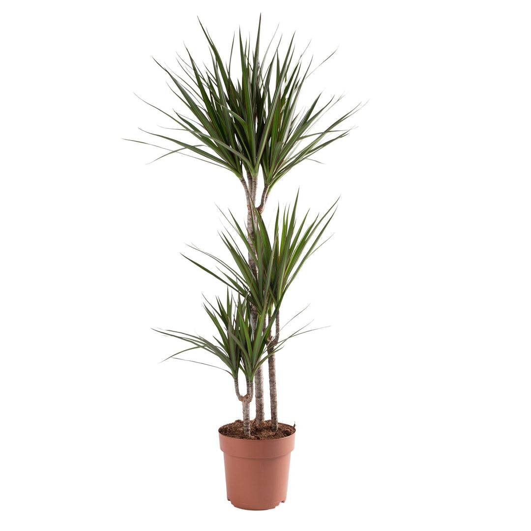 Drachenbaum (Dracaena Marginata) - Nachhaltige Zimmerpflanzen kaufen Botanicly Foto 1
