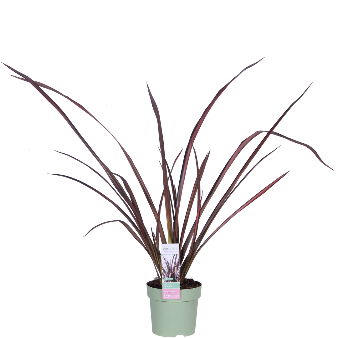 Neuseeländer Flachs (Phormium Evening Glow Tenax) - Nachhaltige Zimmerpflanzen kaufen Botanicly Foto 1