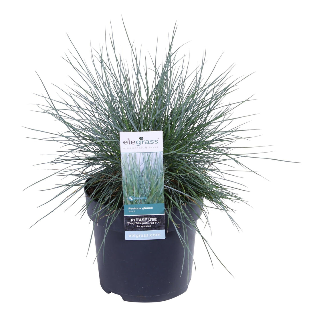 Festuca glauca 'Azura Blue'® - ↨30cm - Ø14-Plant-Botanicly