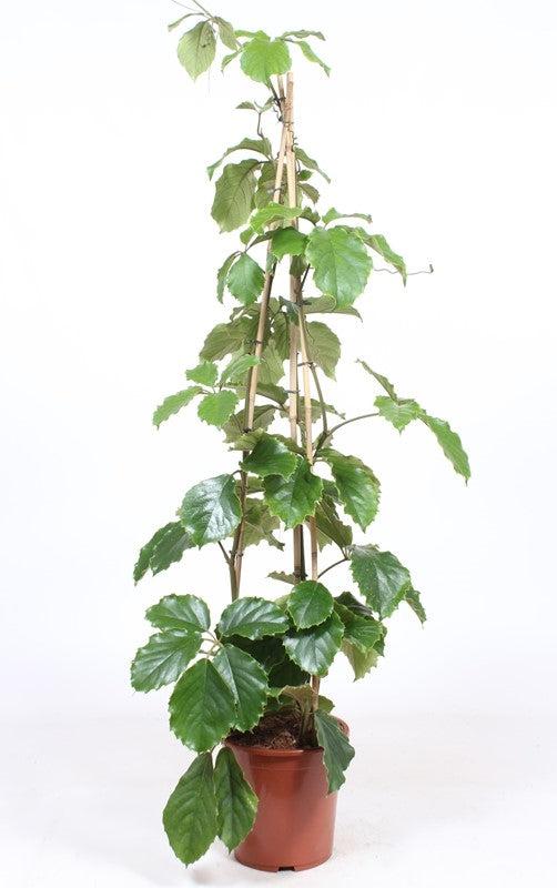 Kastanienwein (Tetrastigma voinierianum) - Nachhaltige Zimmerpflanzen kaufen Botanicly Foto 2