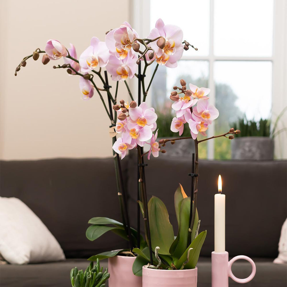 Kolibri Home | Blumentopf glasiert - rosa Keramik-Topf mit Glanz - Topfgröße Ø9cm-Plant-Botanicly
