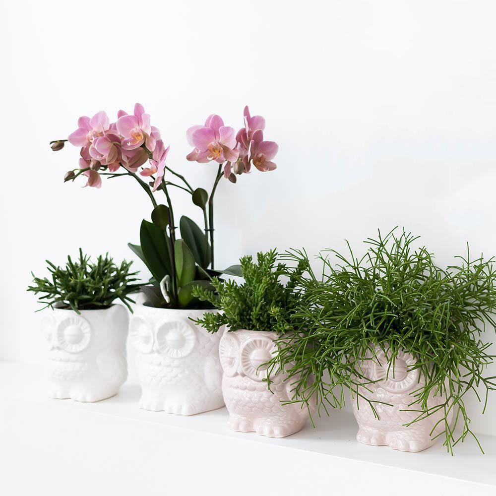 Kolibri Home | Eule Blumentopf - Weißer Keramik Ziertopf - Topfgröße Ø9cm-Plant-Botanicly