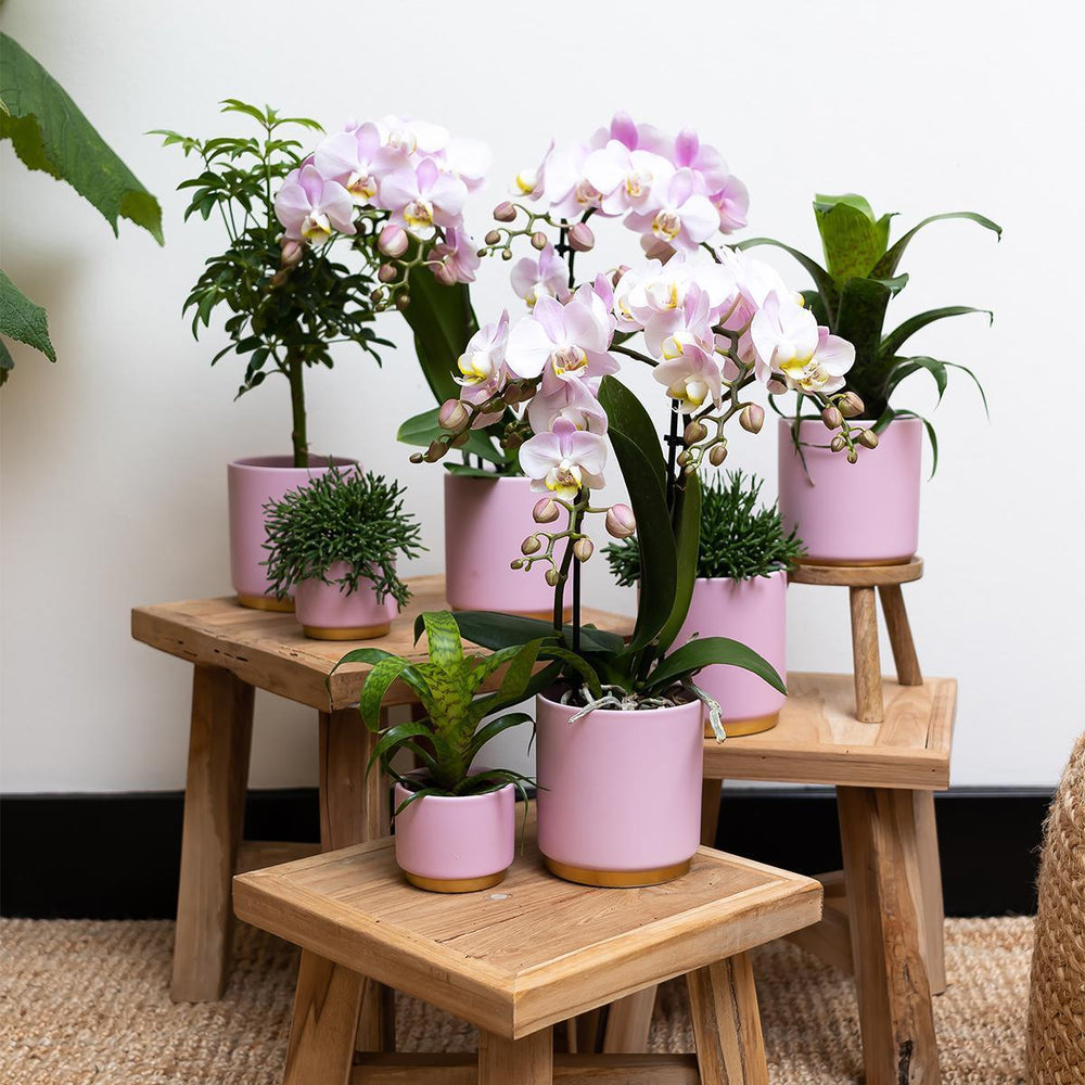 Kolibri Home | Goldfuß rosa Blumentopf - Rosa Keramiktopf mit goldenem Rand Ø9cm-Plant-Botanicly