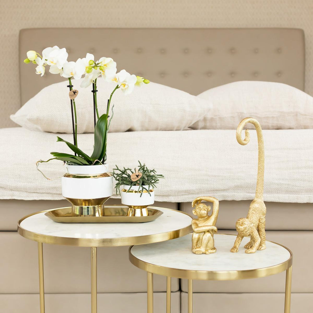 Kolibri Home | Le Chic Blumentopf - Weißer dekorativer Keramik-Topf mit goldenen Details - Topfgröße Ø9cm-Plant-Botanicly