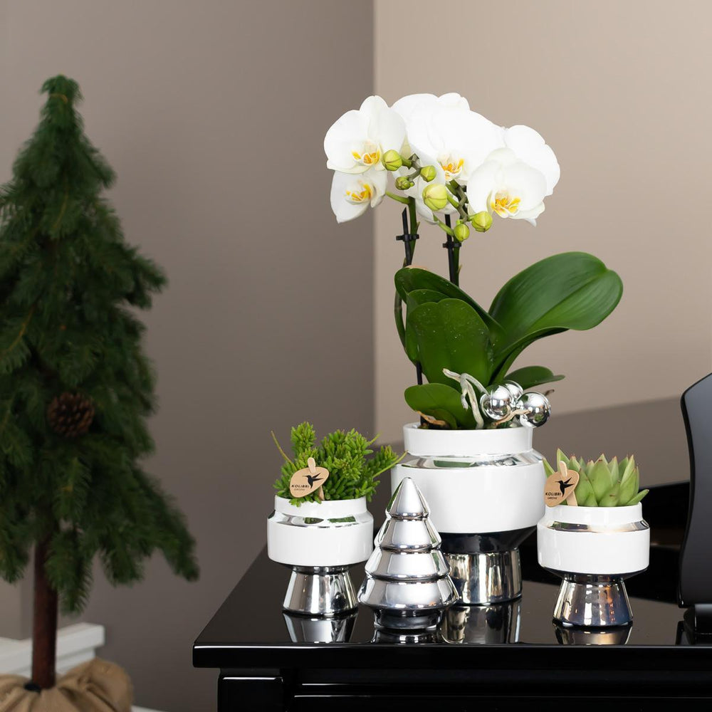 Kolibri Home | Le Chic Blumentopf - Weißer dekorativer Keramik-Topf mit silbernen Details - Topfgröße Ø9cm-Plant-Botanicly