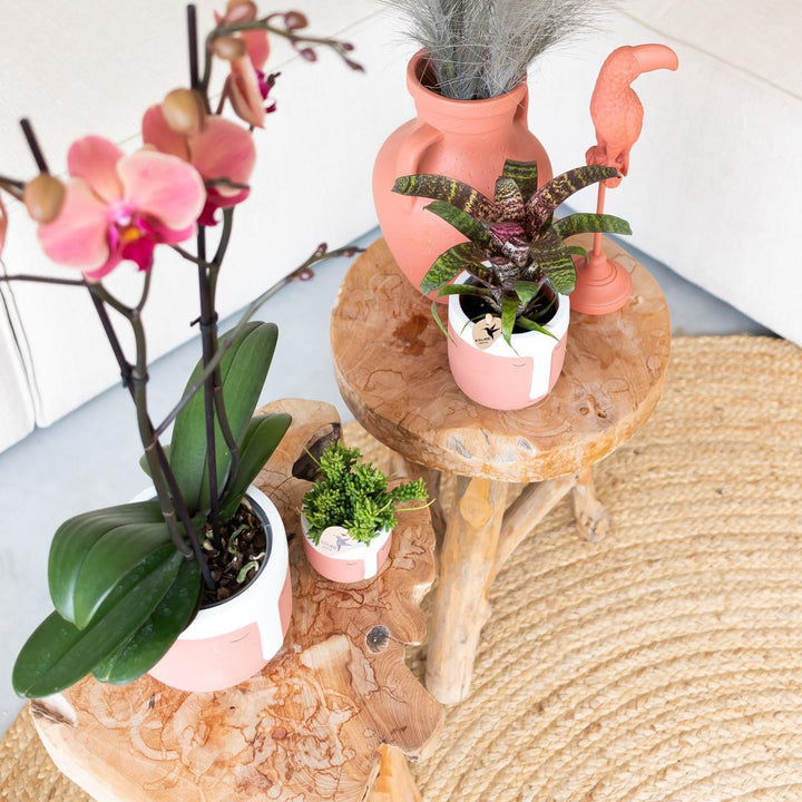Kolibri Home | Ornament - Dekoration Skulptur Tukan terracotta-Plant-Botanicly
