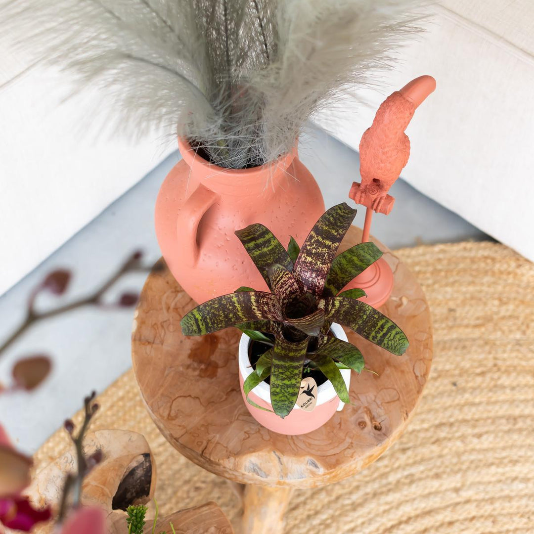 Kolibri Home | Ornament - Dekoration Skulptur Tukan terracotta-Plant-Botanicly