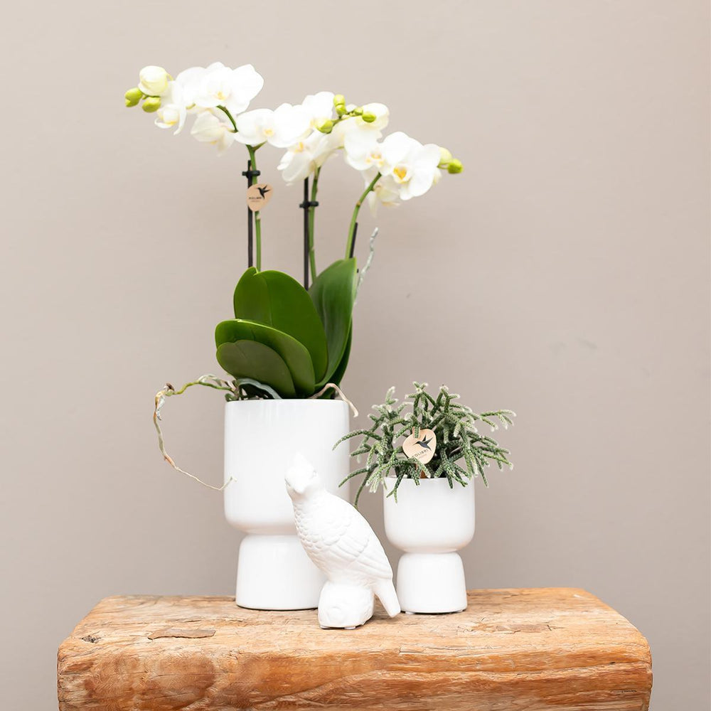 Kolibri Home | Trophy Blumentopf - Weißer Keramik-Ziertopf - Topfgröße Ø6cm-Plant-Botanicly