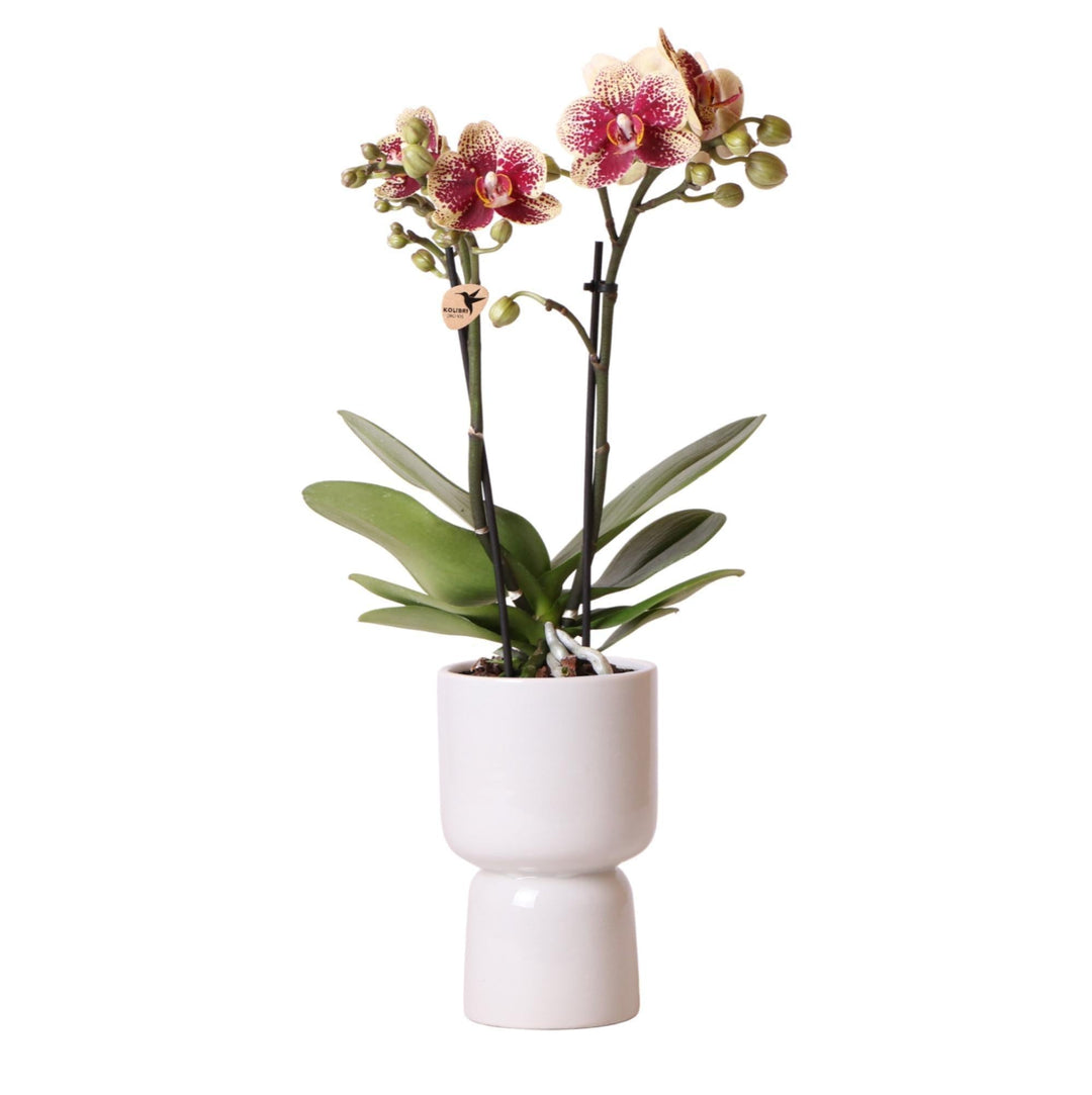 Kolibri Orchids | Gelb-rote Phalaenopsis-Orchidee - Spanien + Trophy grauer Deko-Topf - Topfgröße Ø9cm - 45cm hoch | blühende Zimmerpflanze - frisch vom Züchter-Plant-Botanicly