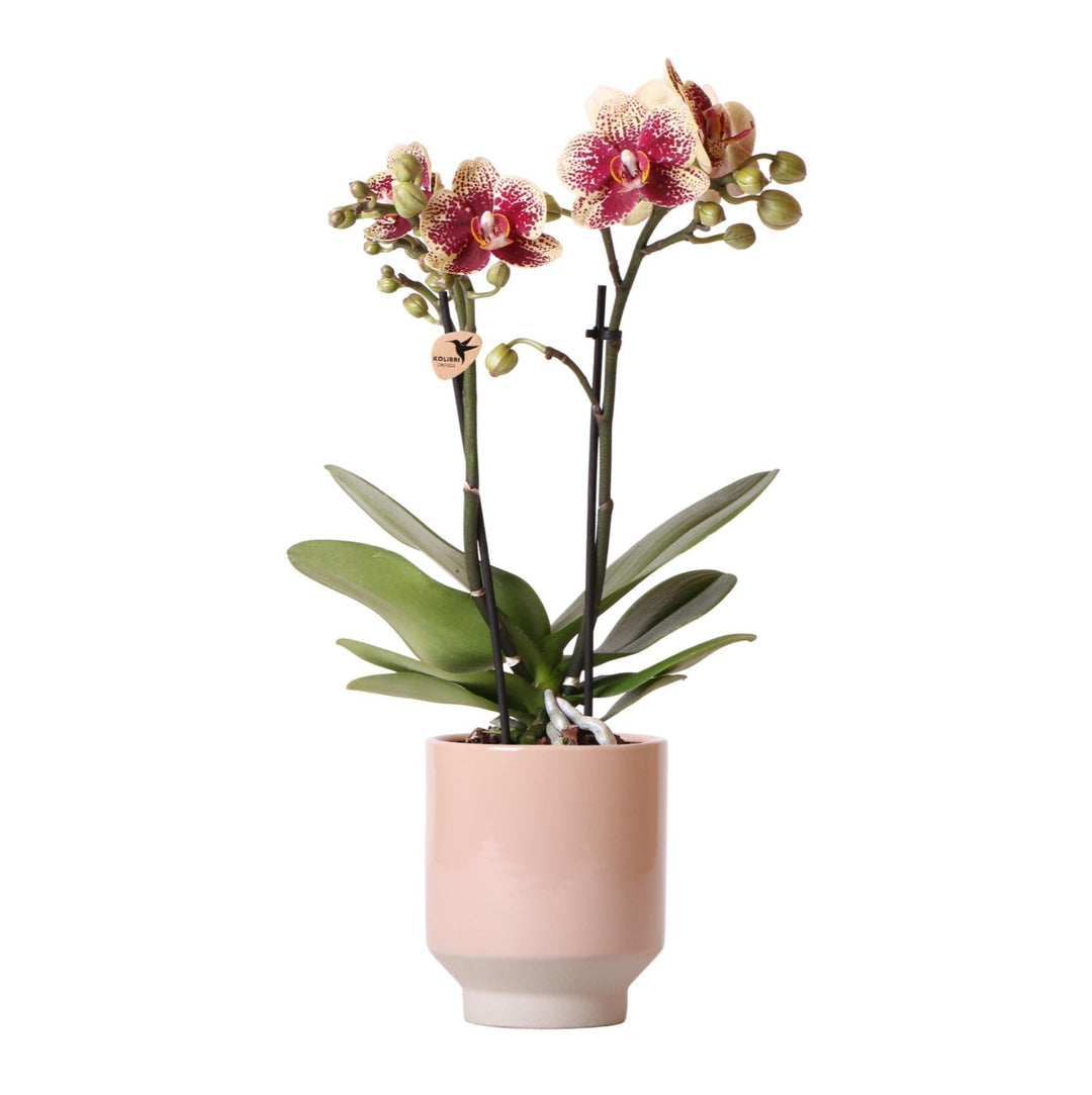 Kolibri Orchids | Gelbe rote Phalaenopsis Orchidee - Spanien + Harmony Ziertopf Sand - Topfgröße Ø9cm - 40cm hoch | blühende Zimmerpflanze - frisch vom Züchter-Plant-Botanicly