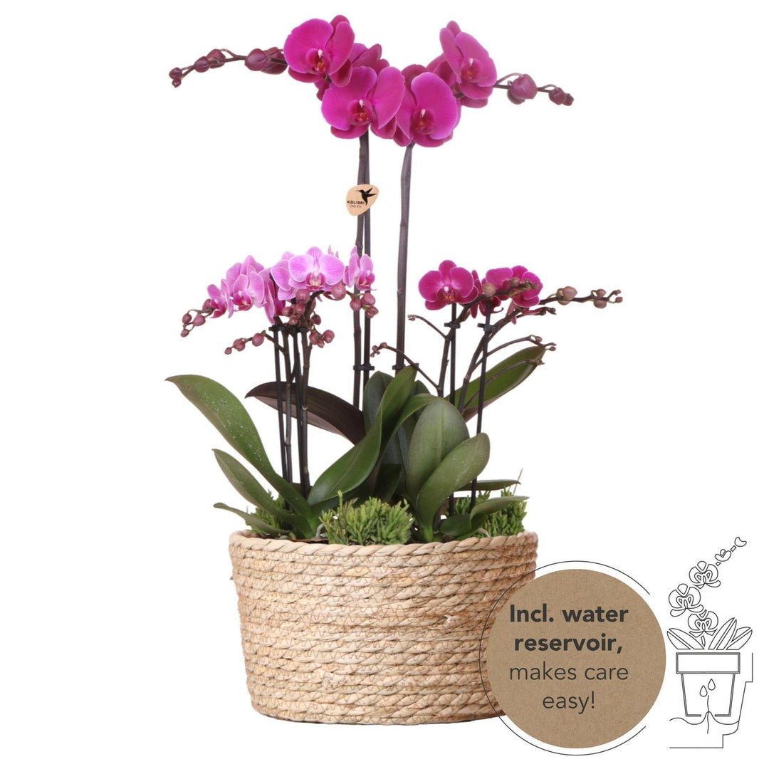 Kolibri Orchids | lila Pflanzenset im Schilfkorb inkl. Wassertank | drei lila Orchideen und drei Grünpflanzen Rhipsalis | Feldstrauß lila mit autarkem Wassertank-Plant-Botanicly