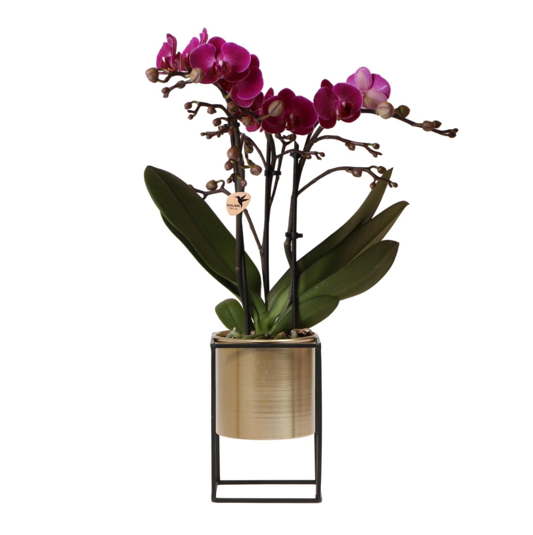 Kolibri Orchids | lila Phalaenopsis Orchidee - Morelia + Schwimmender Ziertopf gold - Topfgröße Ø9cm - 50cm hoch | blühende Zimmerpflanze - frisch vom Züchter-Plant-Botanicly