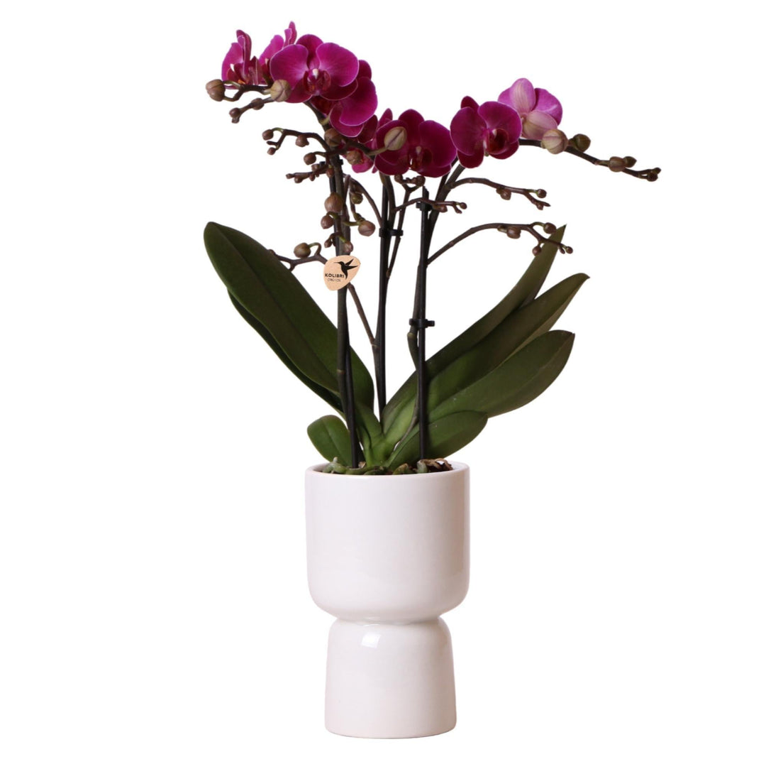 Kolibri Orchids | Lila Phalaenopsis Orchidee - Morelia + Trophy Ziertopf grau - Topfgröße Ø9cm - 45cm hoch | blühende Zimmerpflanze - frisch vom Züchter-Plant-Botanicly