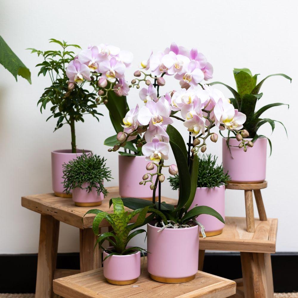 Kolibri Orchids | Rosa Phalaenopsis Orchidee - Andorra + Goldfuß Ziertopf rosa - Topfgröße Ø9cm - 40cm hoch | blühende Zimmerpflanze im Blumentopf - frisch vom Züchter-Plant-Botanicly