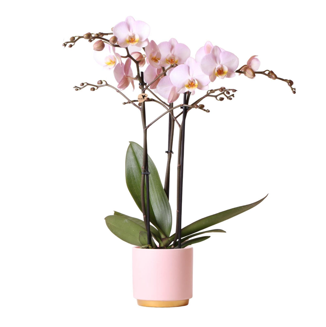 Kolibri Orchids | Rosa Phalaenopsis Orchidee Kikion in rosa Gold Foot Topf | Topfgröße Ø12cm-Plant-Botanicly