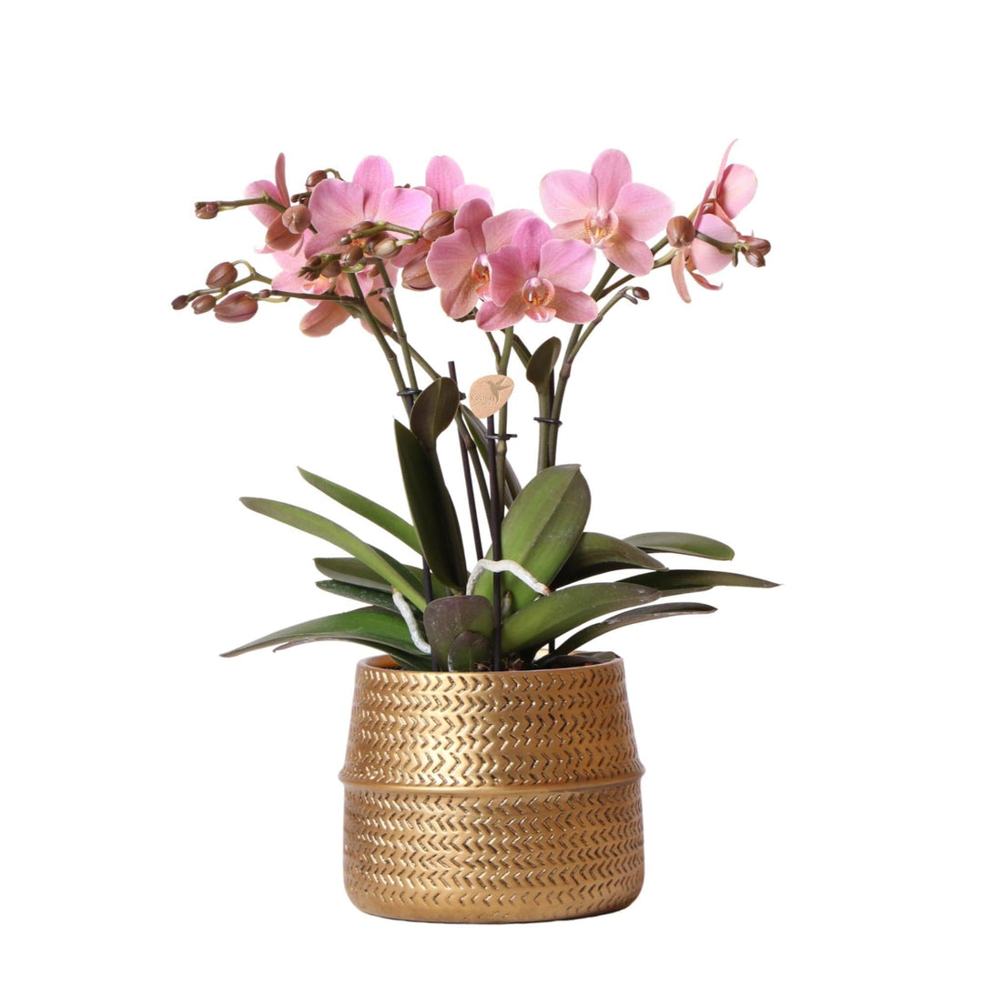 Kolibri Orchids | Rosa Phalaenopsis Orchidee - Treviso in Groove Topf gold - Topfgröße Ø12cm - 45cm hoch | blühende Zimmerpflanze im Blumentopf - frisch vom Züchter-Plant-Botanicly